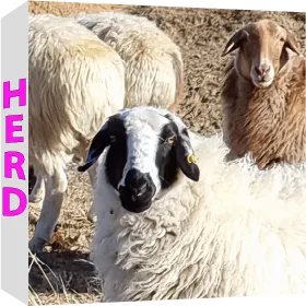 Herd